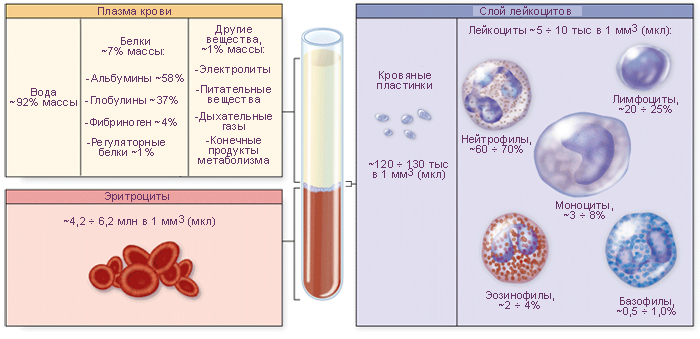 Плазма крові, червоні кров’яні клітини