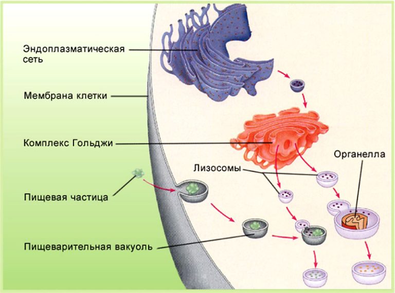 Лізосома, ядро, типи епітелію.