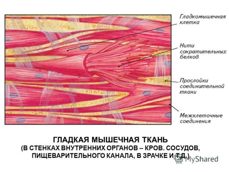 М’язове скорочення, гладкий м’яз.