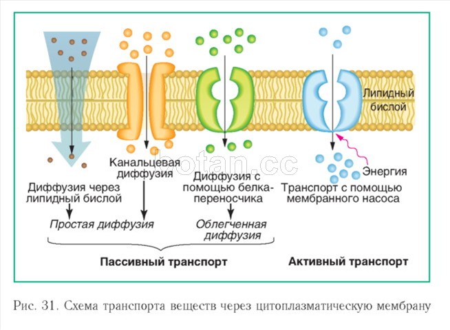 Дифузія, градієнт концентрації, активний транспорт.