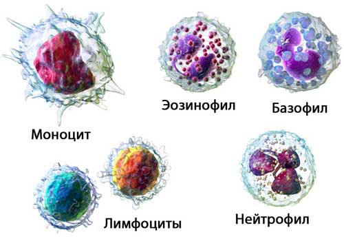 Червоні та білі клітини крові, плазма