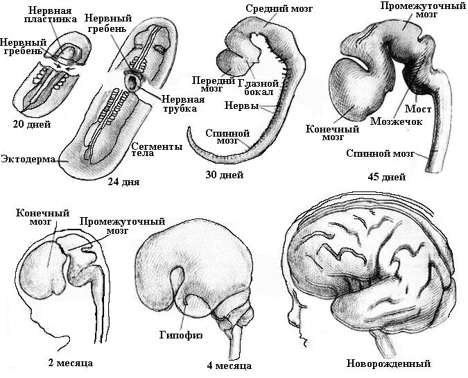 Клітини ЦНС, розвиток ЦНС