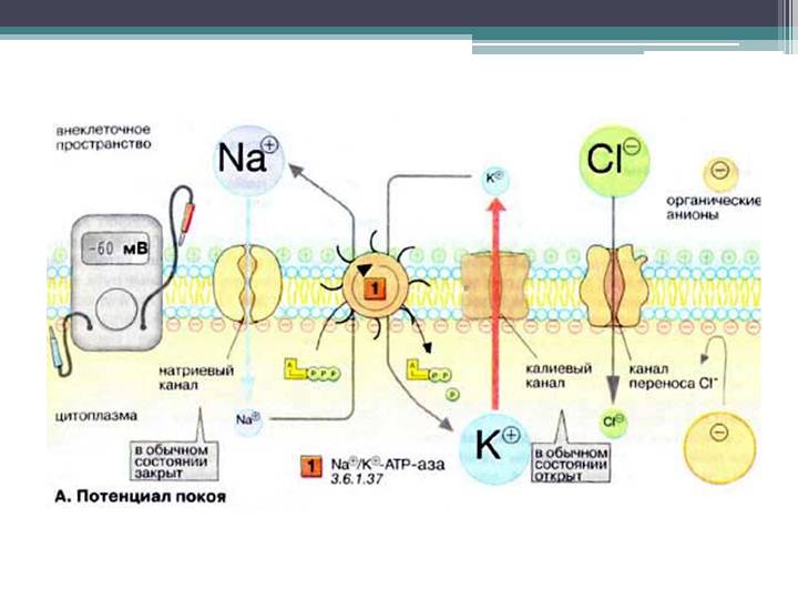 Введення в нервову систему, мембранний потенціал