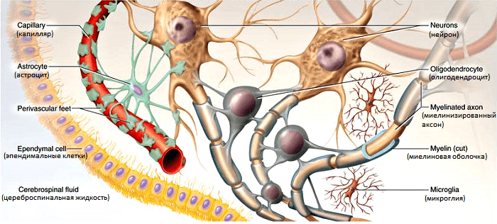 ЦНС, сіра речовина, біла речовина, олігодендроцити