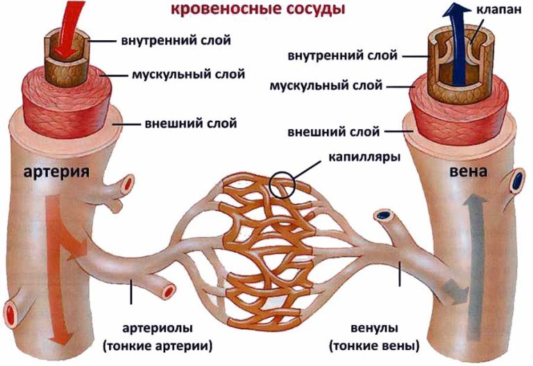 Артерії, капіляри, капілярна гемодинаміка.