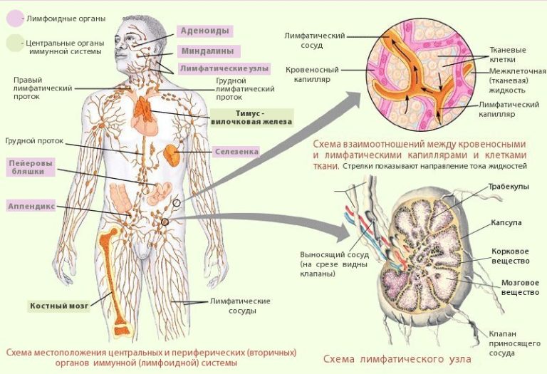 Функції лімфатичної системи