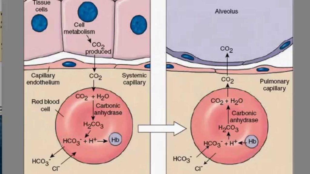 Кислотно-лужний баланс, водневий показник pH
